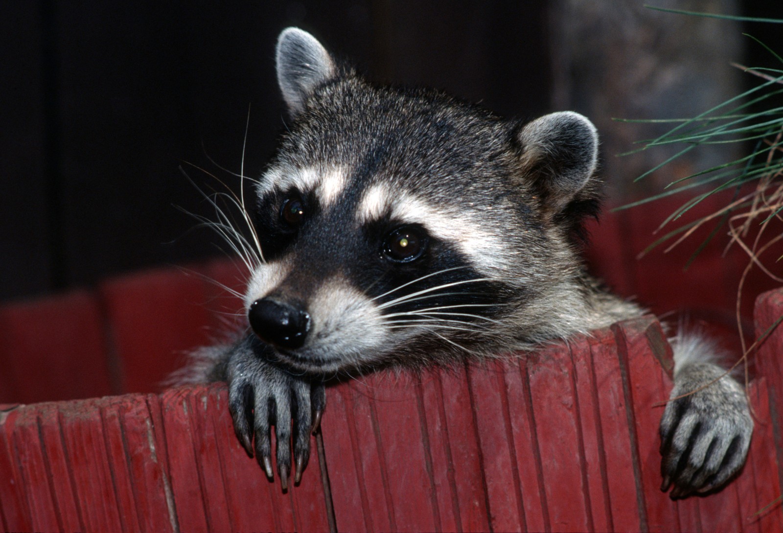 The Raccoon That Turned a Queens Bank Into a Snowstorm Shelter